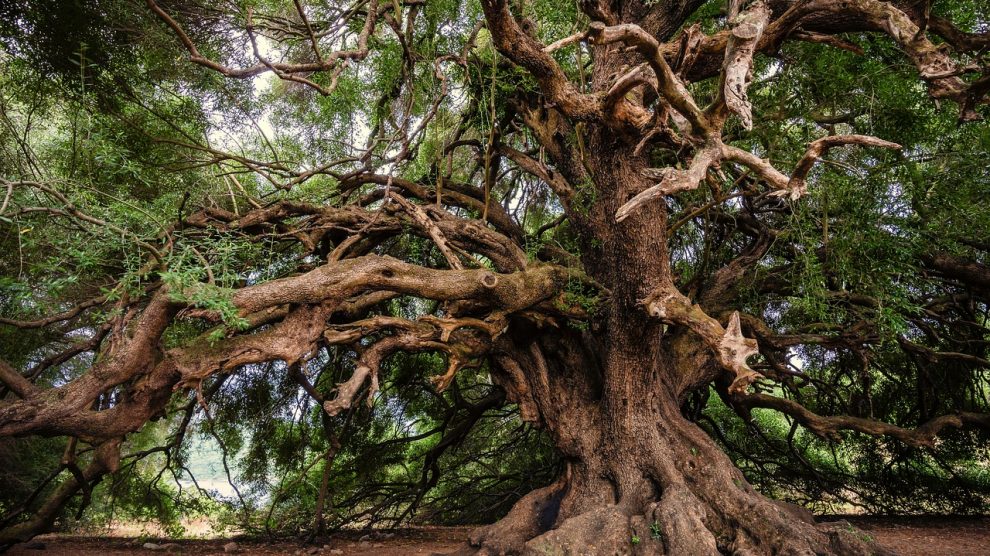 Cuidemos y concienticémonos de los árboles - GAIA TIERRA VIVA